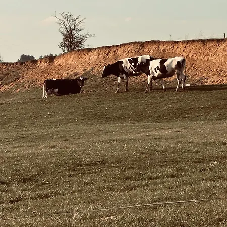 Cztery ściany Nad Tałtami * Mikołajki